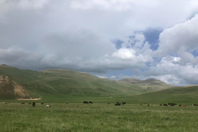 Житель села на юге Армении найден мертвым на пастбище