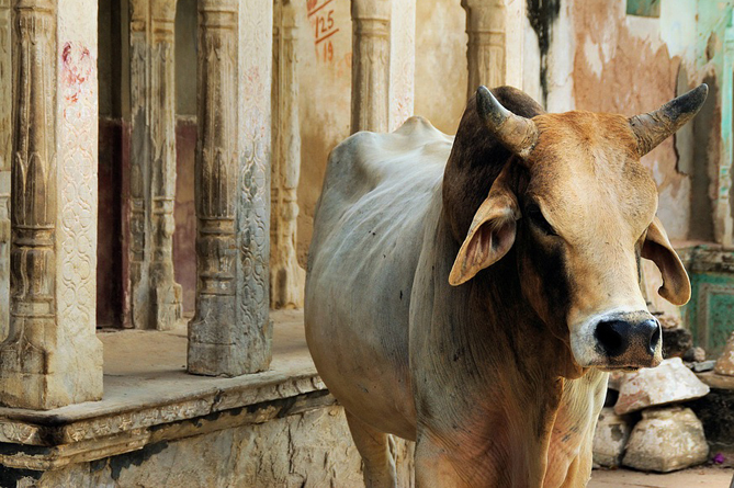 В Индии суд предложил объявить корову национальным символом