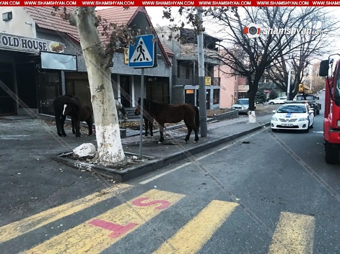 лошади в Ереване