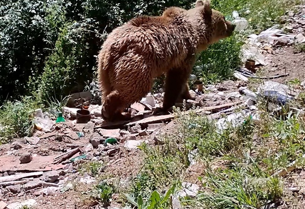 Медведя заметили около жилого района на юго-востоке Армении (ВИДЕО) 