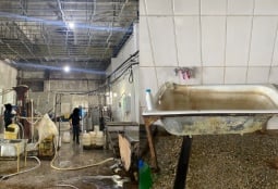 Սանիտարահիգիենիկ նորմերի կոպիտ խախտումներ՝ կաթնամթերքի արտադրամասերից մեկում․ գործունեությունը կասեցվել է (ՖՈՏՈ)