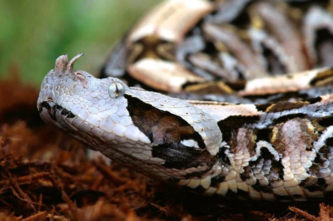Гадюка заползла во двор жилого дома в Ереване