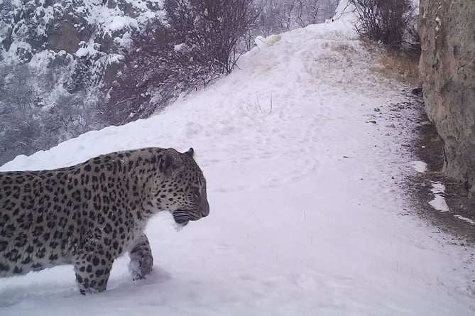 Редчайший кавказский леопард Нео вновь попал в объективы фотоловушек в Хосровском лесу в Армении (ФОТО) Редчайший кавказский леопард Нео вновь попал в объективы фотоловушек в Хосровском лесу в Армении (ФОТО)