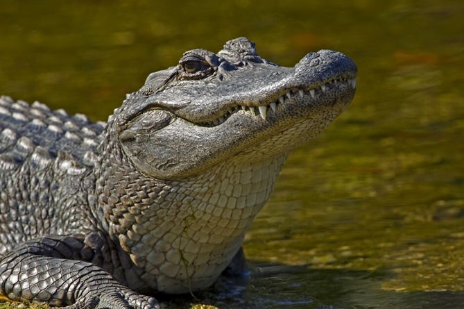 Сын Кличко едва не лишился руки после нападения аллигатора