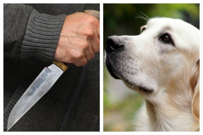 Սպանություն՝ շան միզելու պատճառով․ Գյումրիում հարևանը դանակահարել է հարևանին