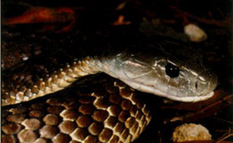 В Карабахе по состоянию на 30 мая зафиксировано семь случаев укусов змей – Минздрав