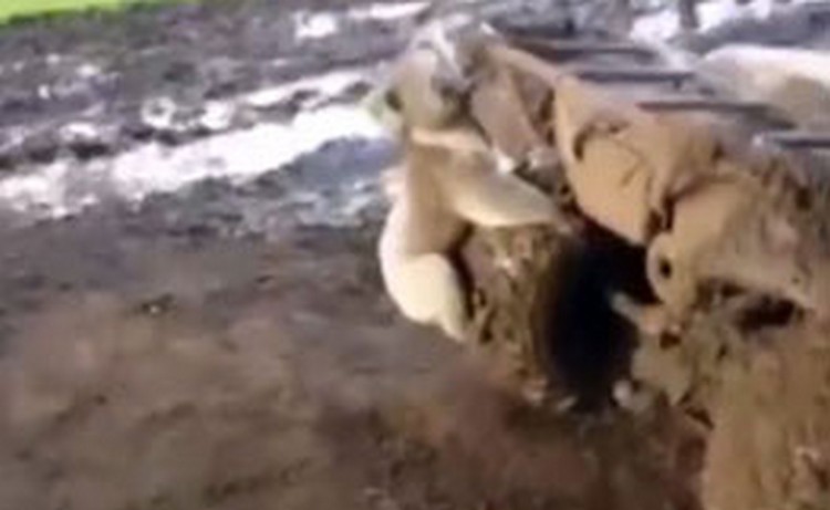 Видео погони коалы за квадроциклом собрало почти 2 миллиона просмотров (ВИДЕО)