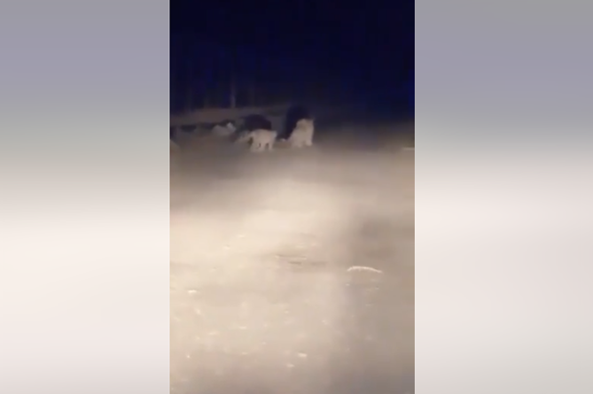 Леопард с детенышами "засветился" на камеру в Армении (ВИДЕО)