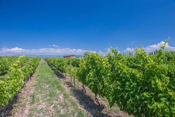 В Армении взялись за создание винного кадастра (ВИДЕО)