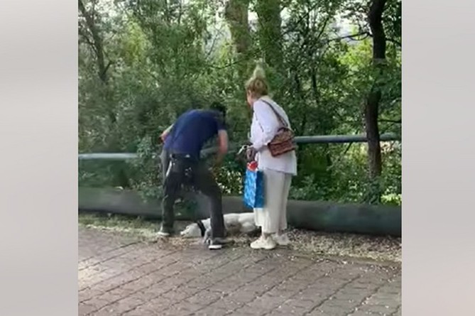 Мужчина прилюдно измывался над своей собакой в парке Цицернакаберд. Полиция его вычислила и задержала (ВИДЕО) Мужчина прилюдно измывался над своей собакой в парке Цицернакаберд. Полиция его вычислила и задержала (ВИДЕО)