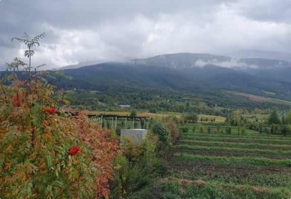 Лесоразведение ради биоразнообразия и безопасности: Viva и «My Forest Armenia» продолжают важную миссию (ВИДЕО)