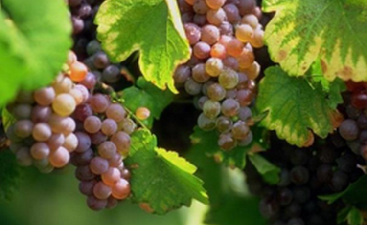 Процесс закупки винограда стартовал в Армении – Минсельхоз