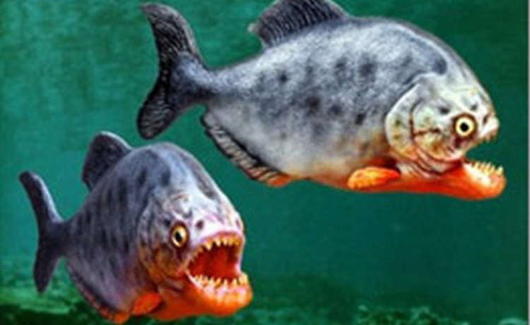 Пираньи кусают с силой, в 30 раз превышающей их вес, выяснили ученые