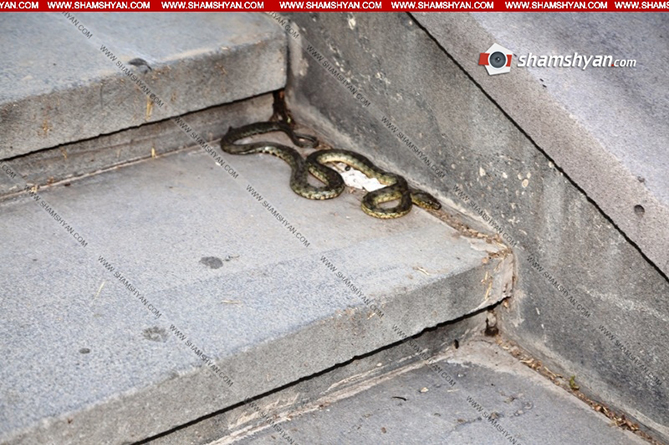 Полуметровая гадюка обнаружена в Егегнадзоре 