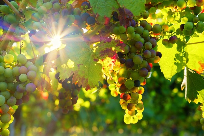 Армения на пороге винной революции: эксперт подвел итоги винодельческого сезона