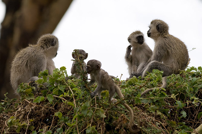  В ВОЗ сообщили о более 3,2 тыс. подтвержденных случаев оспы обезьян в мире