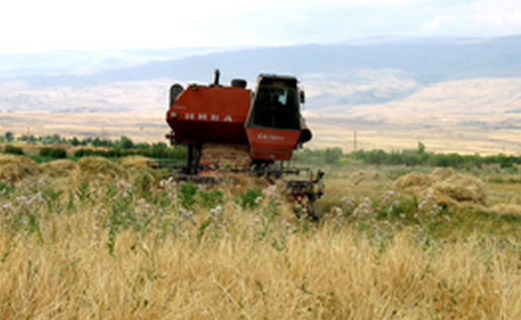 В Нагорном Карабахе завершился сбор урожая
