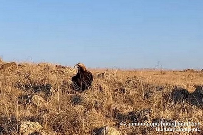 Раненый беркут обнаружен близ жилого дома в армянском селе (ВИДЕО) Раненый беркут обнаружен близ жилого дома в армянском селе (ВИДЕО)