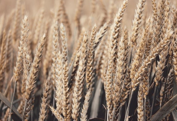 Կառավարությունը 900 մլն դրամ կհատկացնի պարարտանյութերի սուբսիդավորմանը