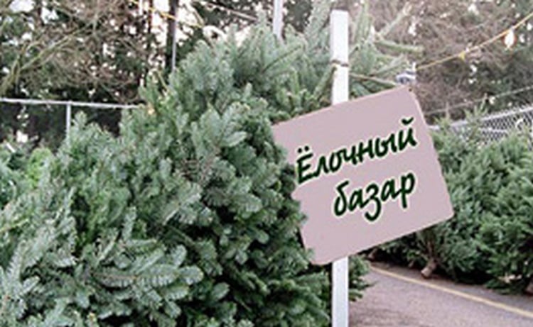 Мэрия Еревана определит пункты продажи новогодних елок Мэрия Еревана определит пункты продажи новогодних елок