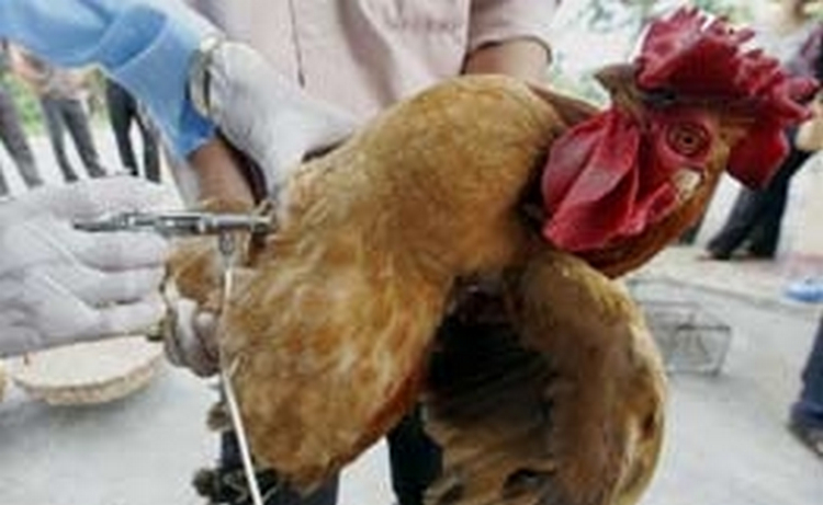В Нидерландах началась вакцинация домашних птиц от птичьего гриппа