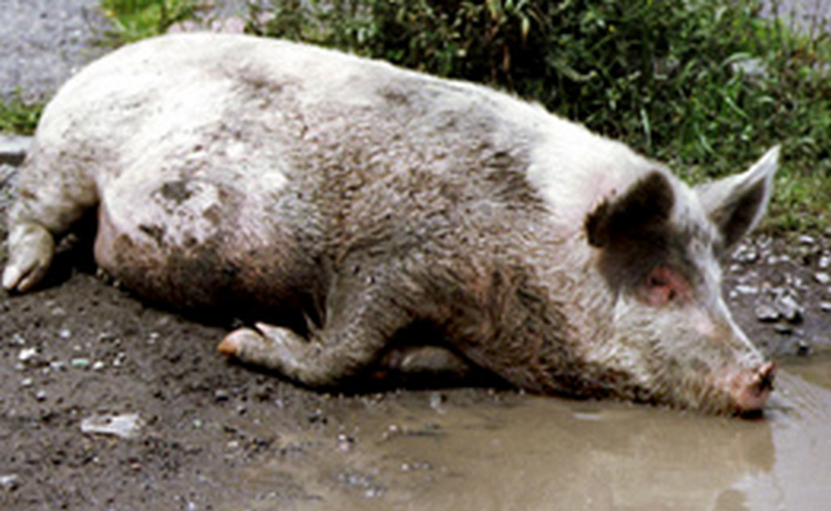 В Карабахе зафиксированы новые случаи падежа свиней от африканской чумы – вице-премьер НКР