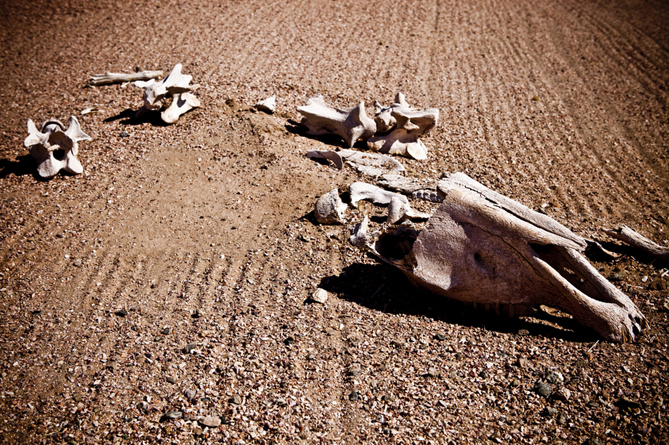 Геофизики выявили причины последнего массового вымирания