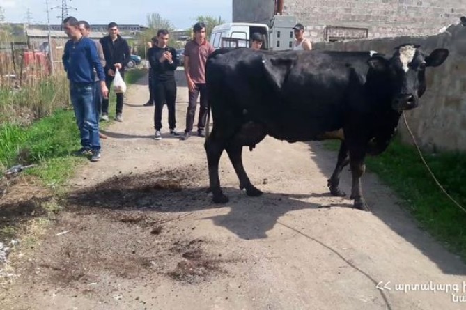 Երևանում կովն ընկել է ջրանցքը, օգնության են հասել փրկարարները (ՖՈՏՈ) Երևանում կովն ընկել է ջրանցքը, օգնության են հասել փրկարարները (ՖՈՏՈ)