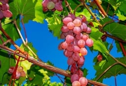 Խաղողի կորիզներ․ օգտակա՞ր են, թե՞ վնասակար