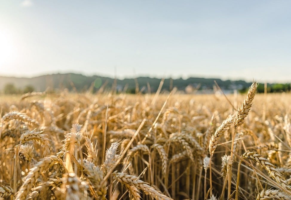 Россия в 2025 году экспортировала в Армению продукции АПК на сумму более $470 млн, рост составил 18%