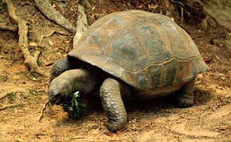 В Индии умерла черепаха в возрасте 255 лет, которая была старейшим из известных животных на земле