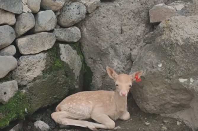 В ереванском зоопарке родился олененок, ожидается еще пополнение (ВИДЕО)