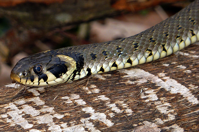 Эксперт назвала причины активизации змей в Армении