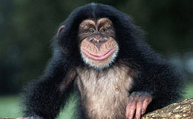Биологи впервые расшифровали полный геном шимпанзе-бонобо