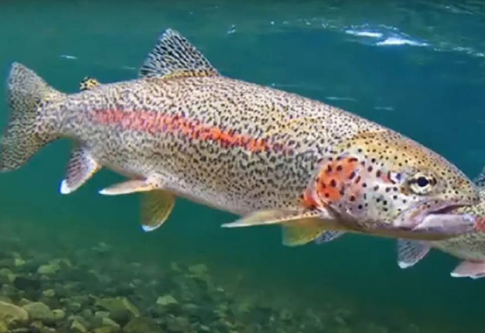 Россельхознадзор проинспектирует армянские компании из-за подозрений на нарушения при поставках рыбной продукции