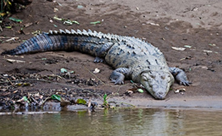 Крокодил Федя, на которого упал бухгалтер, прервал гастроли и летит в Москву на съемки