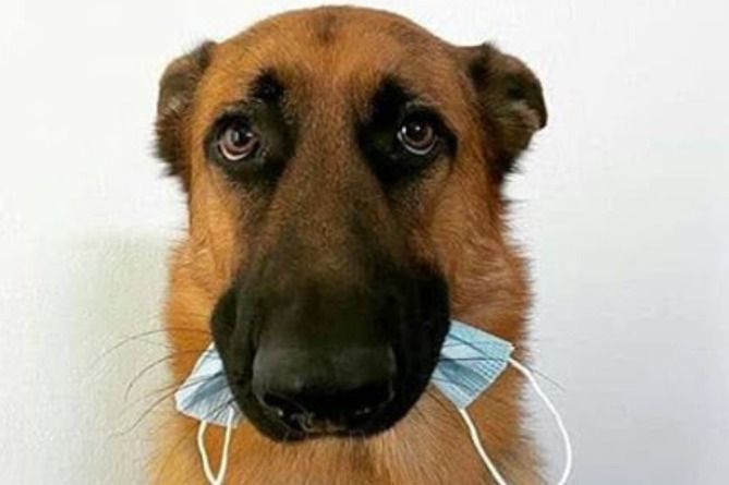 Շունը սեփական օրինակով «ցույց է տվել», թե ինչպես պետք է կրել դիմակը (ՖՈՏՈ)