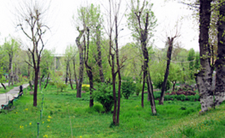 Количество случаев незаконной вырубки деревьев в Ереване уменьшается – мэрия