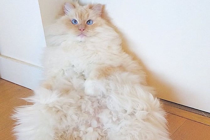 Пользователей Instagram покорил кот-облако Пользователей Instagram покорил кот-облако
