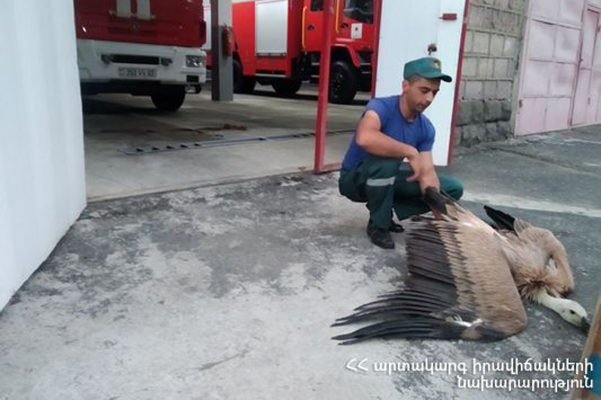 Спасатели в Армении оказали помощь птице, занесенной в Красную книгу (ФОТО)