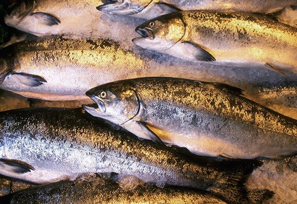 В Армении установлены лимиты и сроки промышленного вылова рыбы из озера Севан на 2026 год