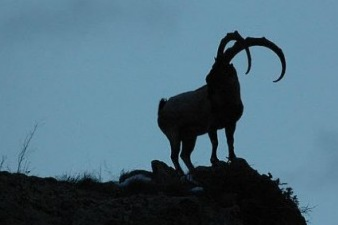 Уголовное дело возбуждено в Армении в связи с с незаконной охотой на занесенного в Красную книгу безоарового козла Уголовное дело возбуждено в Армении в связи с с незаконной охотой на занесенного в Красную книгу безоарового козла