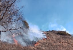 Число природных пожаров резко выросло в Армении