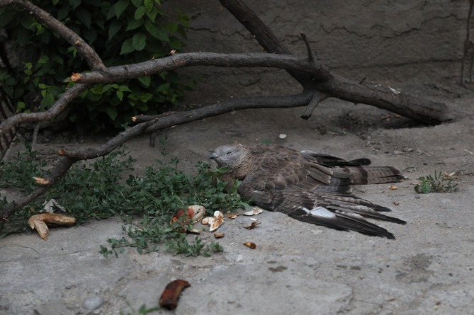 Փարաքարում վիրավոր թռչունն ընկել է տներից մեկի բակը, օգնության են հասել փրկարարները (ՖՈՏՈ)