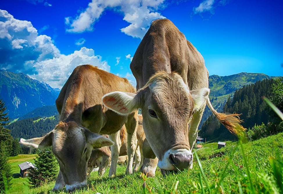 Армения продлила поддержку инвестиций в животноводство объемом 82,4 млрд. драмов