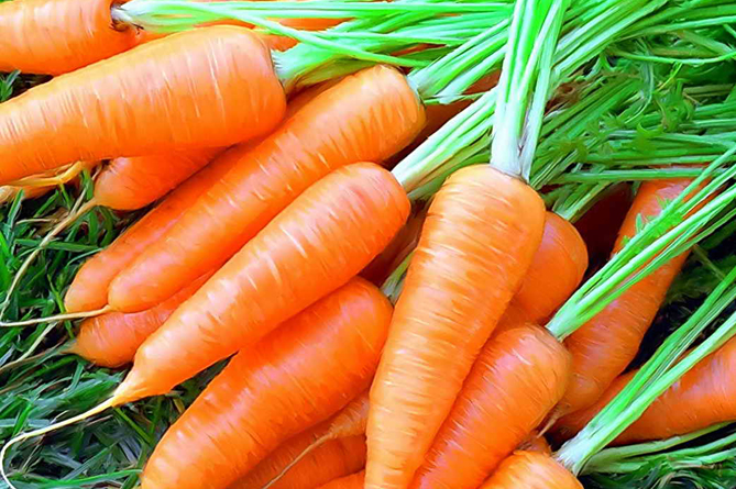 Очищает от токсинов, сохраняет зрение и защищает от рака. Эксперты назвали полезные свойства моркови