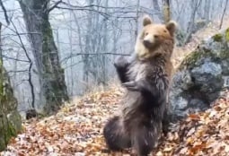 Танцующий медведь попал на камеру в лесничестве на юге Армении (ВИДЕО) 