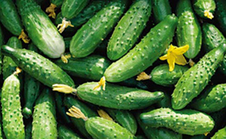 Испанские земледельцы призовут немецкого сенатора к ответу за "огуречный скандал" - газета