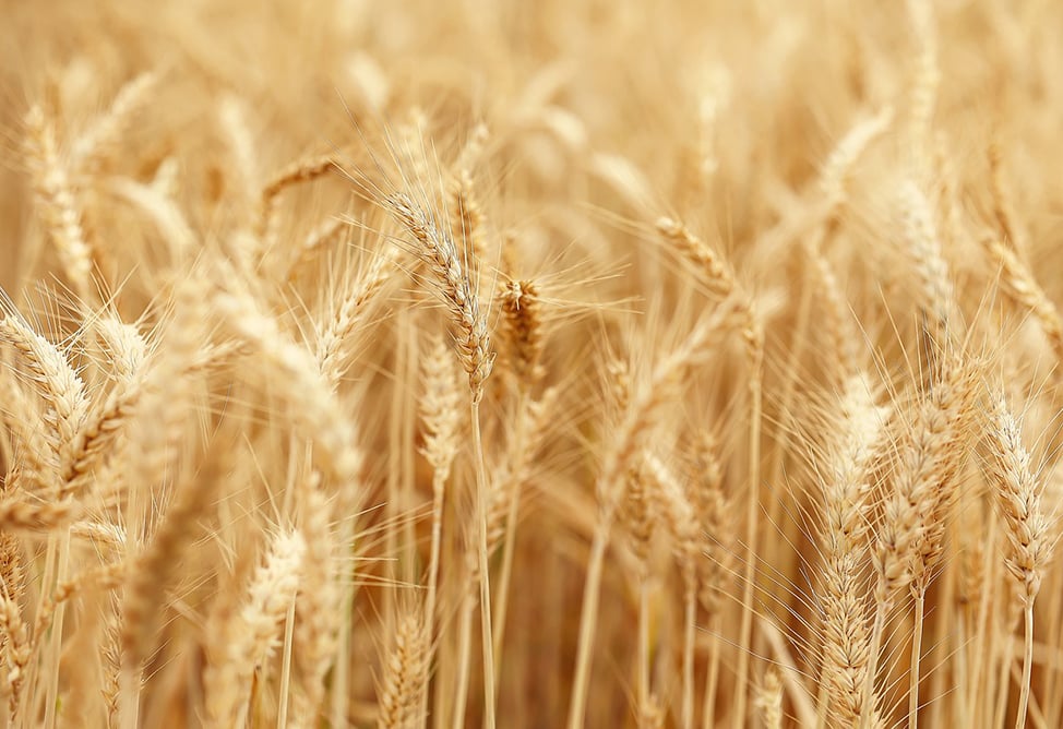 Госпрограмма поддержки приобретения удобрений утверждена в Армении 