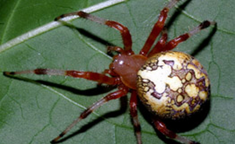 Биологи поймали в штате Орегон длинноногого мохнатого паука-"йети"